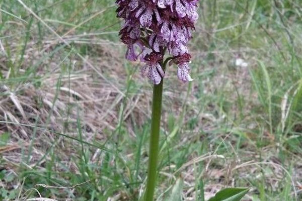 Lady orchid