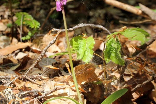 Spitzel's orchid