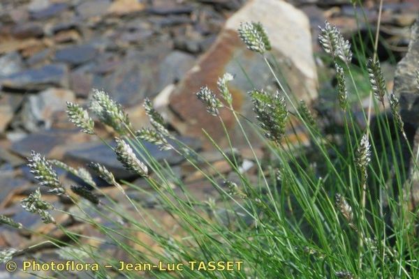 Oreochloa disticha