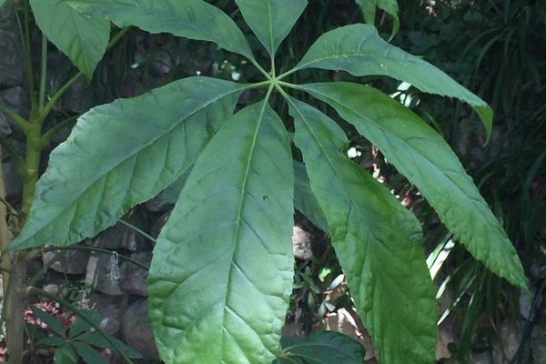Oreopanax xalapensis