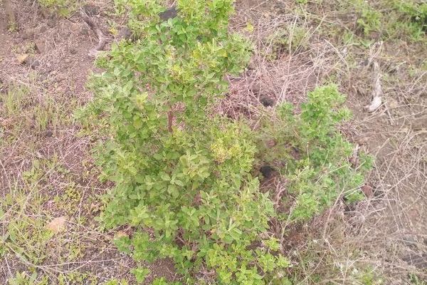 Pot marjoram