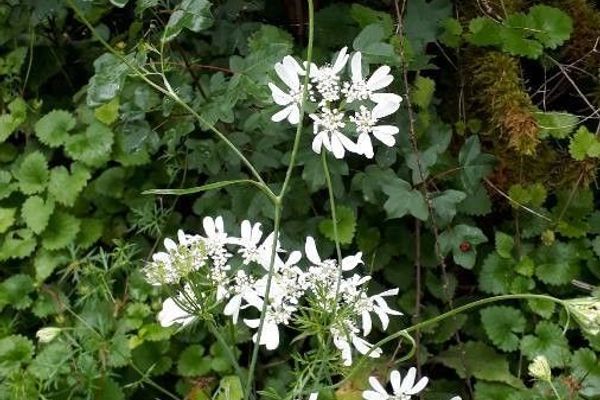 Large-flower orlaya