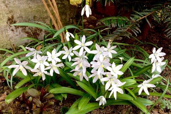 Garden star-of-bethlehem