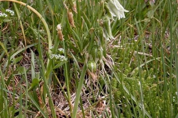 Drooping star-of-bethlehem