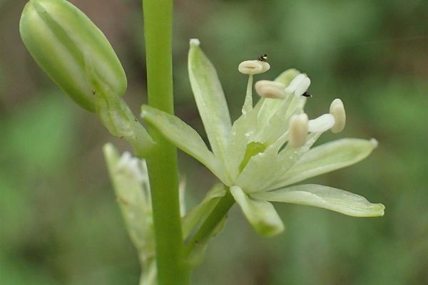 Spiked star-of-bethlehem