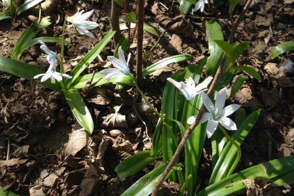 Garden star-of-bethlehem