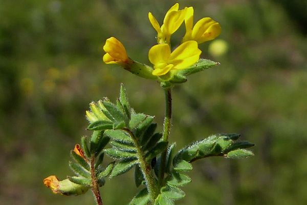 Yellow serradella