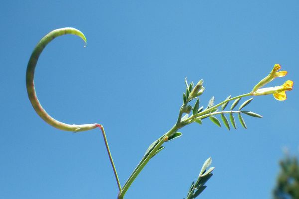 Slender serradella