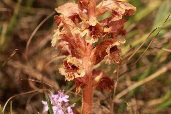Thyme broomrape