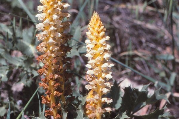 Alsatian broomrape