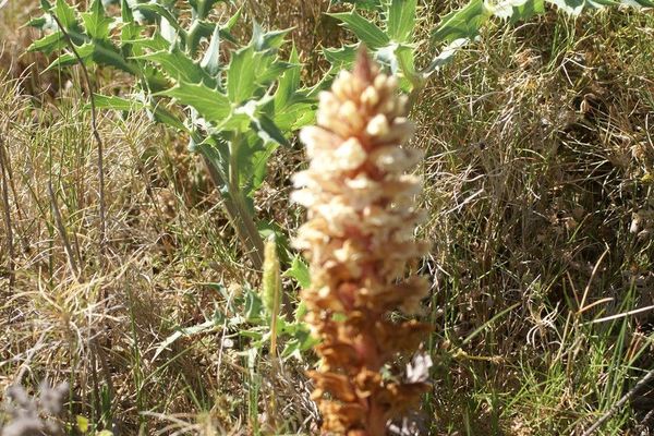 Amethyst broomrape