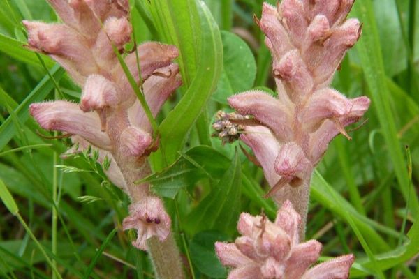 Bedstraw broomrape