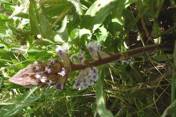 Bean broomrape