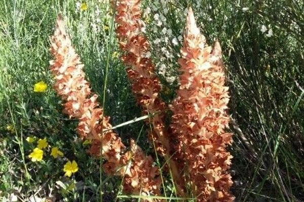 Tall broomrape