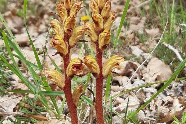 Slender broomrape