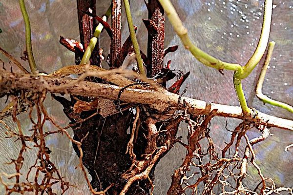 Ivy broomrape