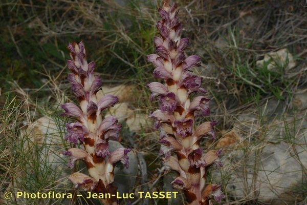 Orobanche latisquama