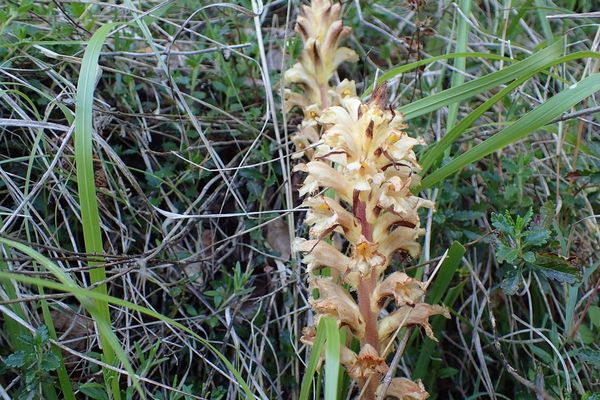 Yellow broomrape
