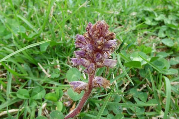 Clover broomrape