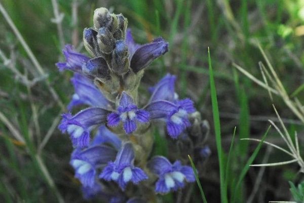 Yarrow broomrape