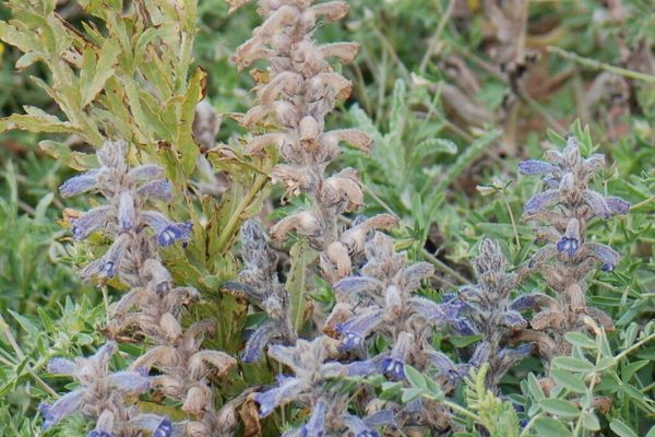 Hemp broomrape