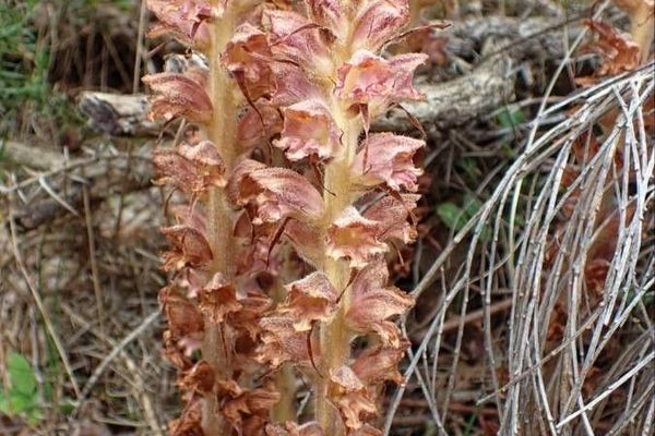 Greater broomrape