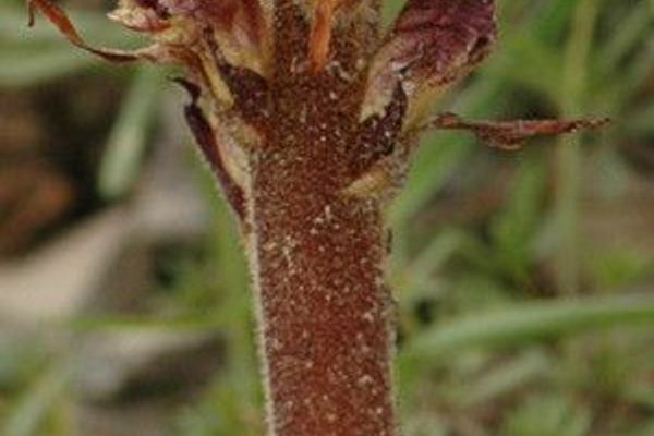 Thistle broomrape