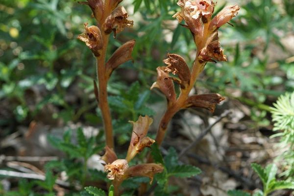 Germander broomrape