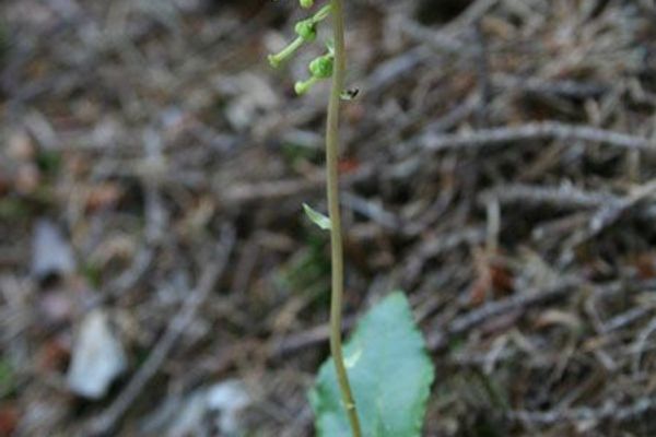 Serrated-wintergreen