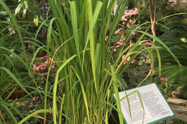 African rice