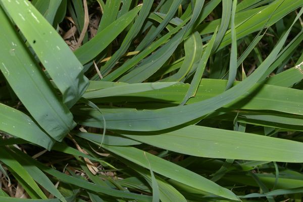 Broadleaf rice