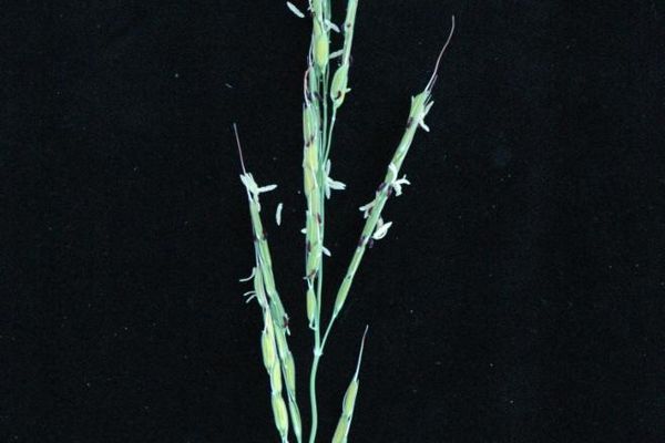 Oryza longistaminata