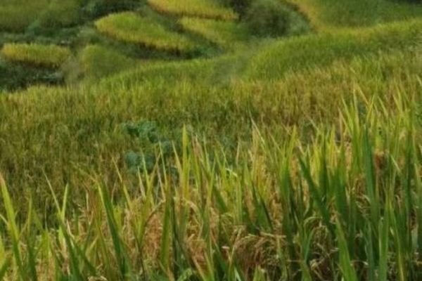 Lowland rice