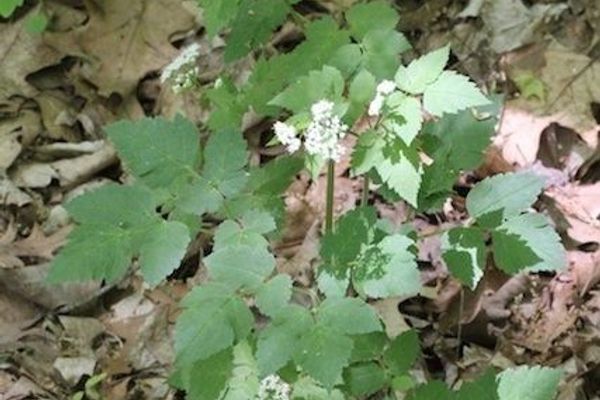 Smooth sweet cicely