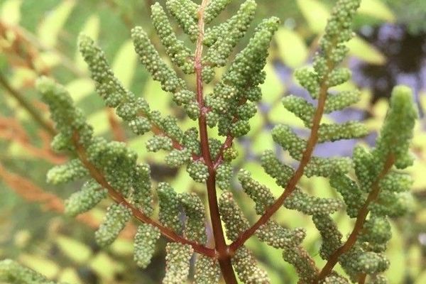 Osmunda japonica