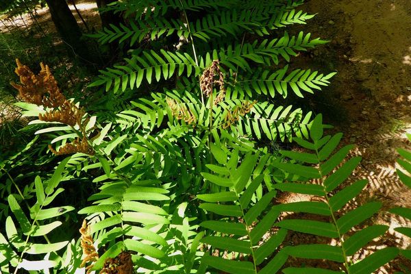 Royal fern