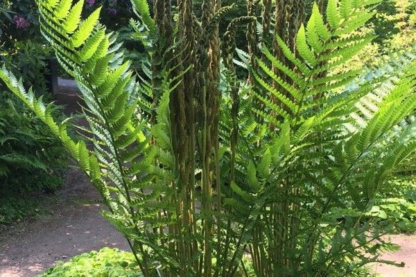 Cinnamon fern