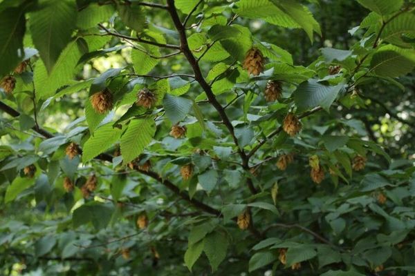 European hop-hornbeam