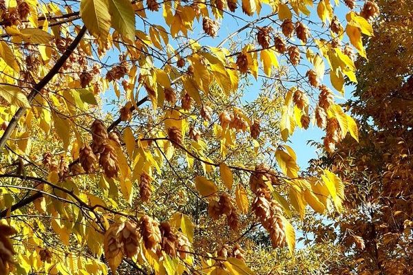 American hop-hornbeam