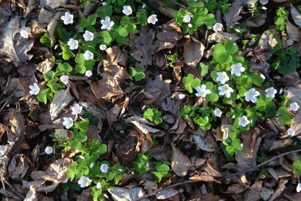 Irish shamrock