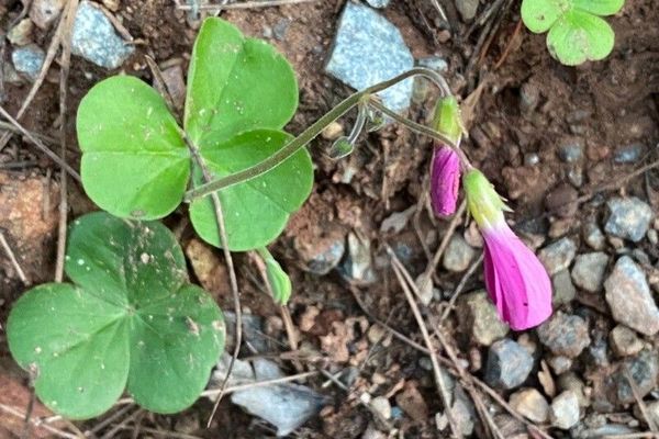 Shamrock oxalis