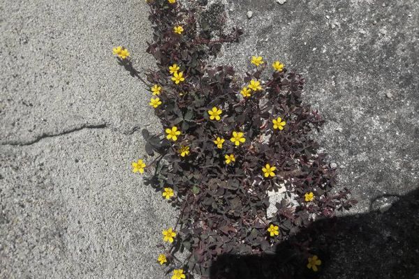 Creeping wood-sorrel