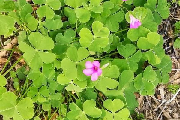 Large-flower pink-sorrel