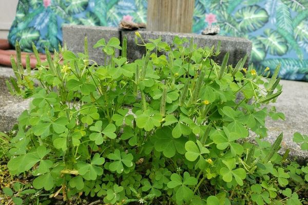 Slender yellow wood-sorrel