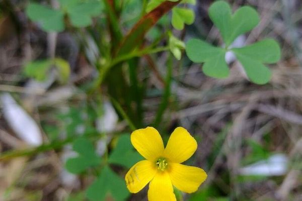 Least yellow-sorrel