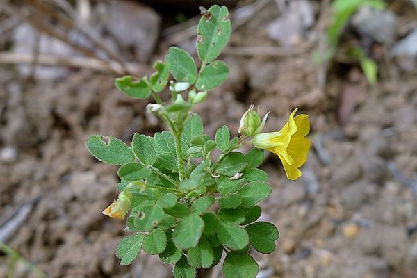 Shrubby woodsorrel