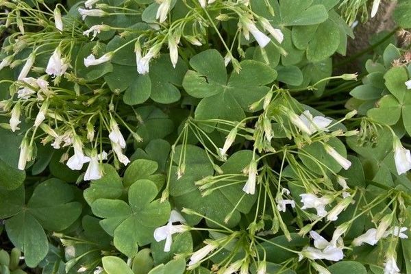 Lilac oxalis