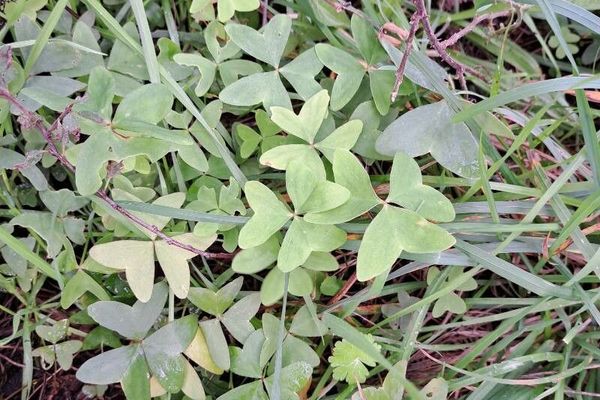 Broadleaf wood-sorrel