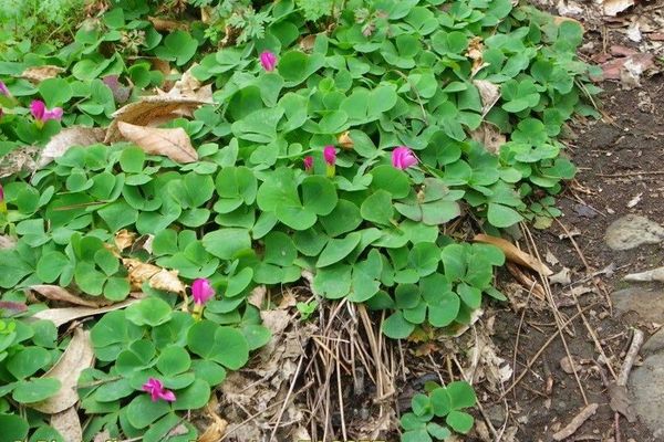 Round-leaf wood-sorrel