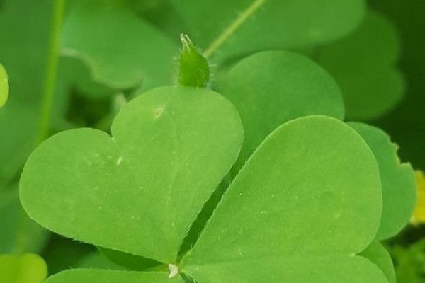 Yellow sheep-sorrel